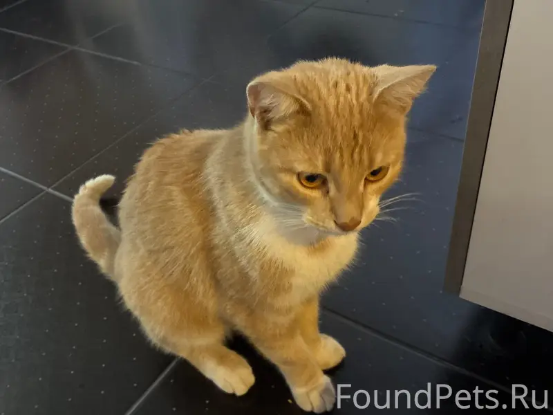 Найден домашний кот, Воровского 50