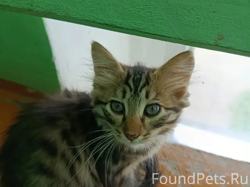 Найдены котята, Куйбышева, 3