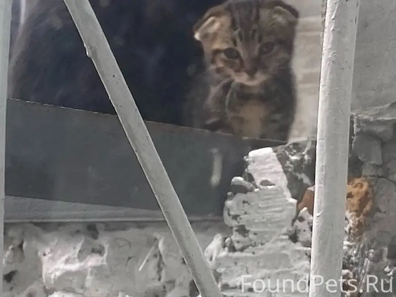 Найдена кошка с котятами, Минусинск
