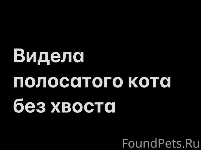 Видела бесхвостого крупного полосатого кота
