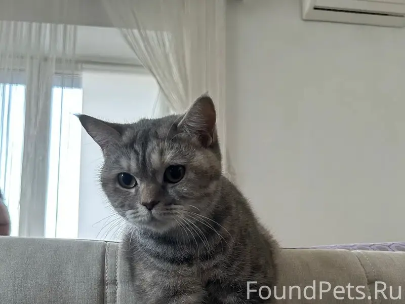 Пропала кошка, район нижнего Шанхая