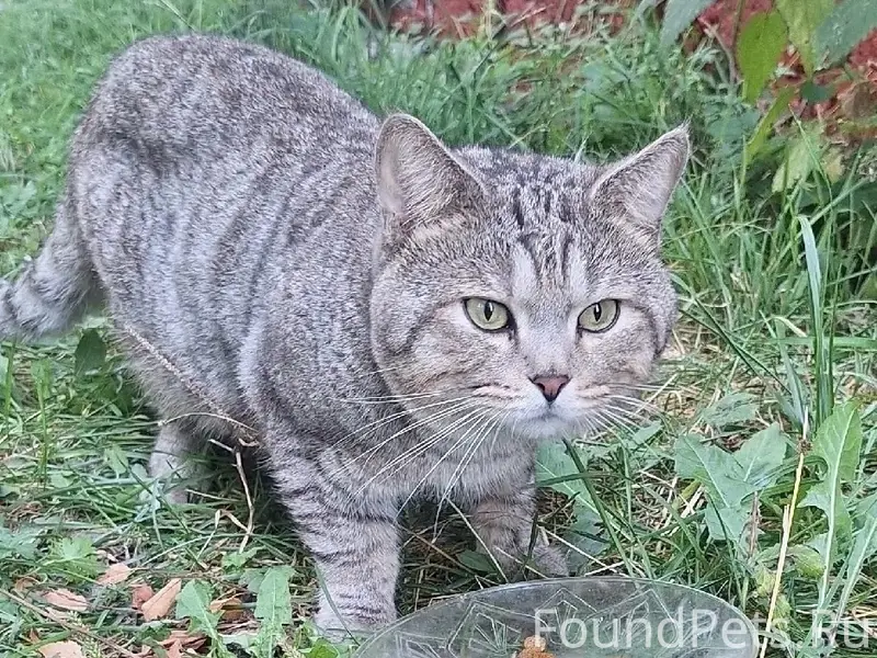 Найден кот, 10-й микрорайон