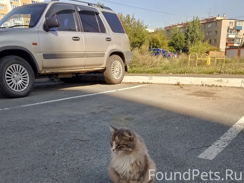 Найдена кошка, без породы