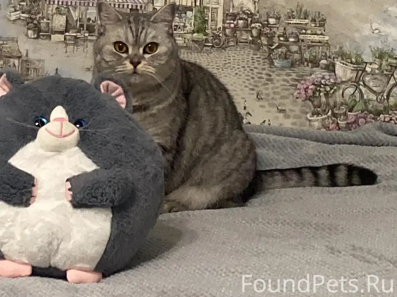 Пропала британская кошка Мила