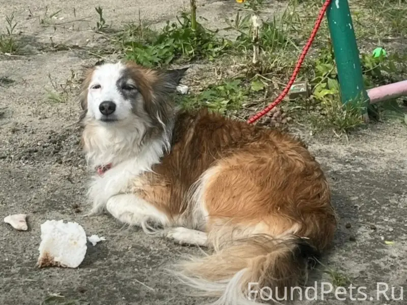 Пропала собака, Обь