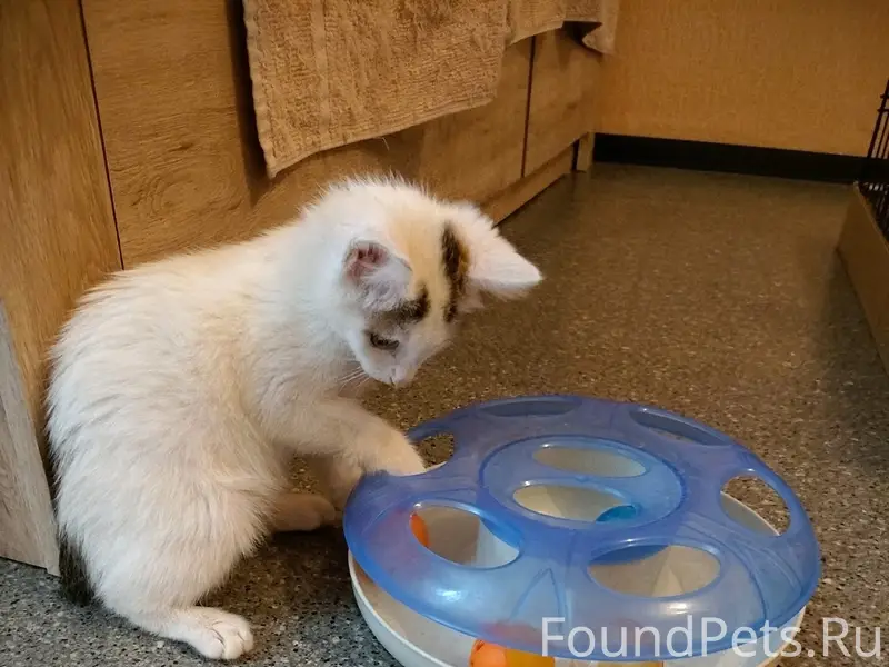 Найдена белая кошка, Бежицкий район