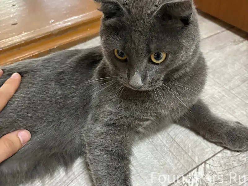 Найдена вислоухая кошка, нижняя часть