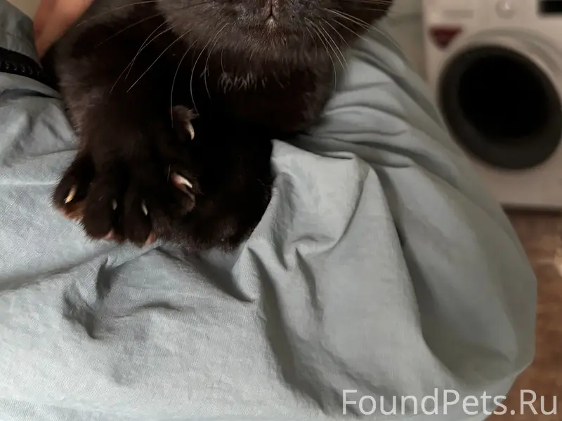 Найден чёрный котёнок, Фролы