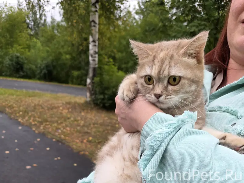 Найдена кошка британка, хромает на одну лапку
