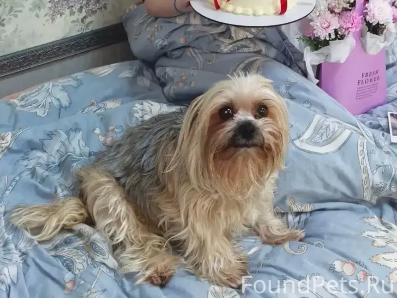 Пропала собака Ника, район аэродрома