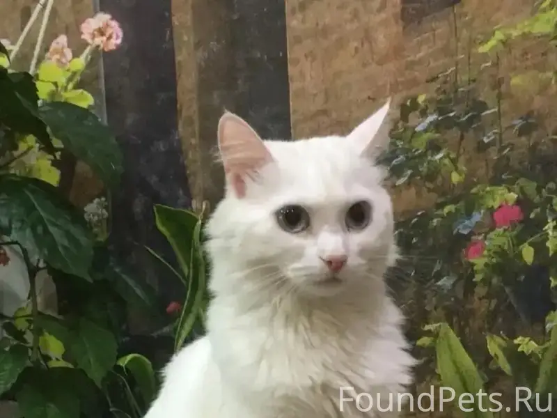 Пропала домашняя кошка Бэлла, район ул. Победы