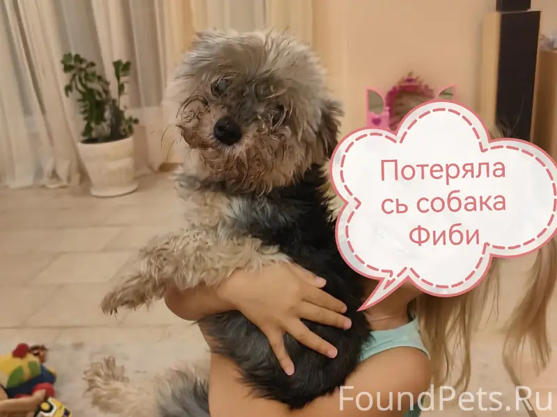 Пропала маленькая собака Фиби, черно окраса