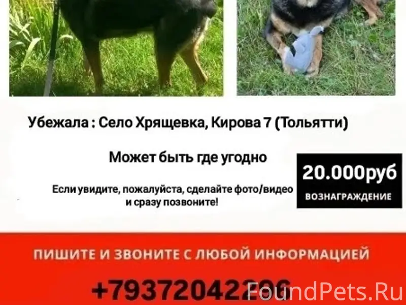Пропала дворняжка Кайла, село Хрящевка
