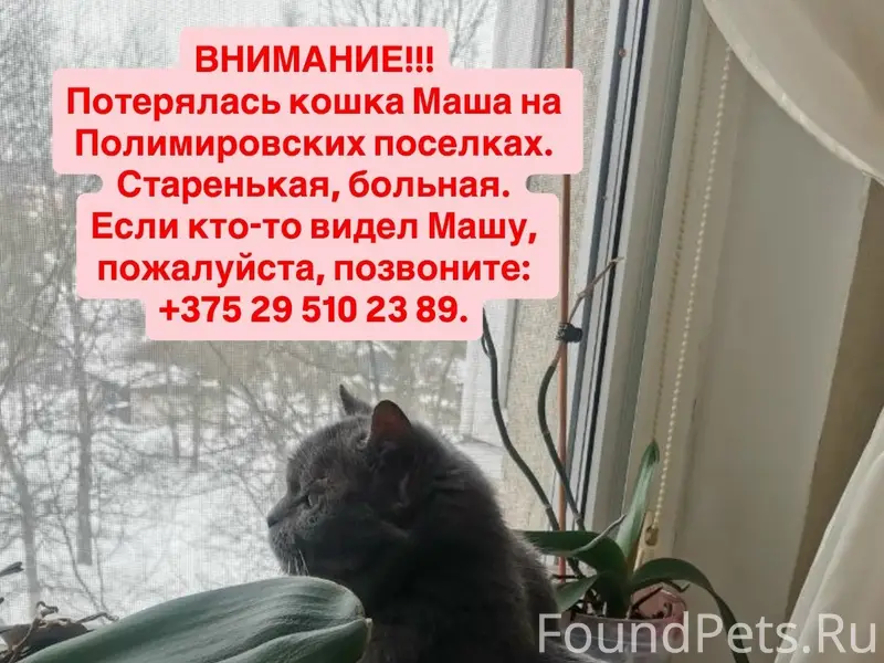 Пропала британская кошка Маша, Полимировские посёлки