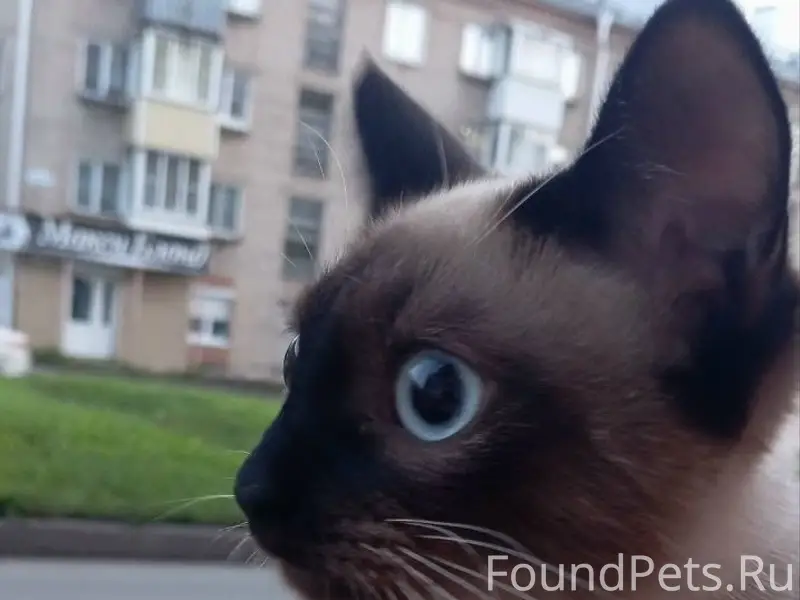Найдена сиамская кошка, Советский проспект
