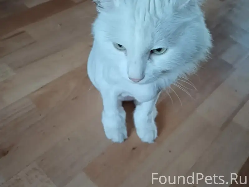 Пропал кот Белкин, Ленинский район