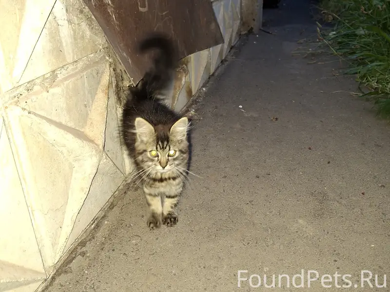 Найден котёнок, улица Мира 63/4