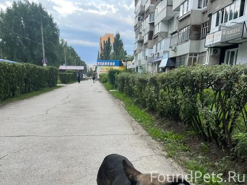 Найден пёс, Автозаводский район, Тольятти