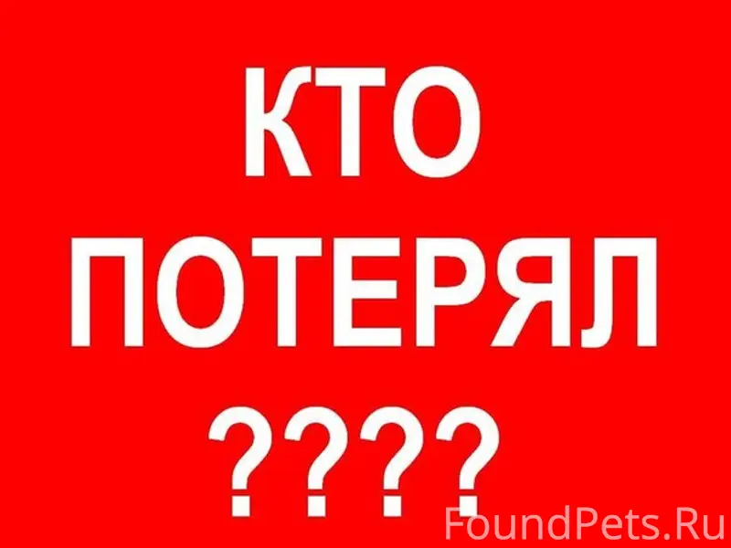 Найден кот, Анненки, Калуга