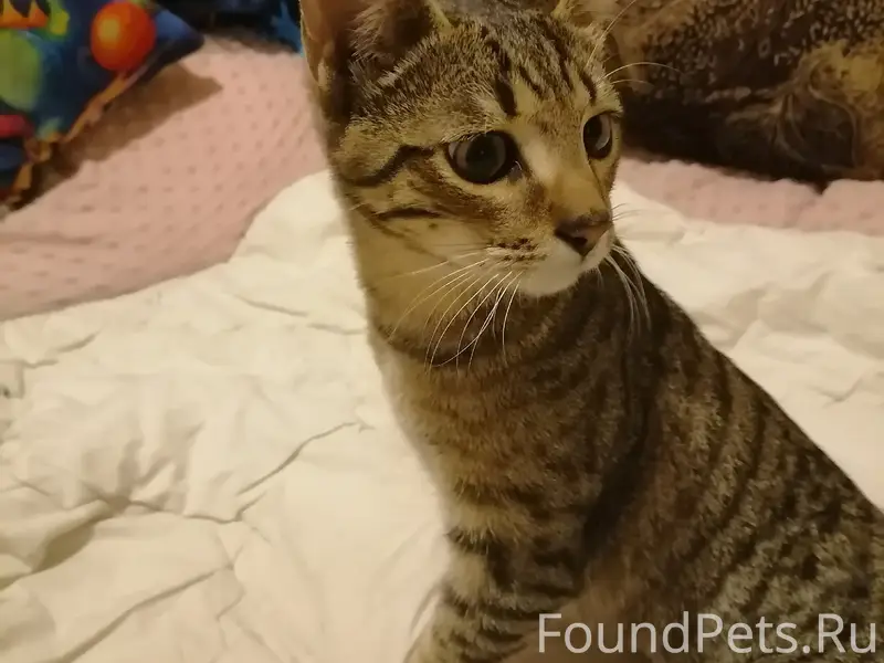 Найдена кошка, ул. Рязанская