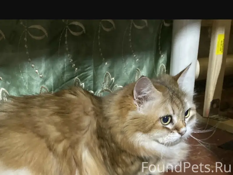 Пропала кошка бобтейл, ул. Серова