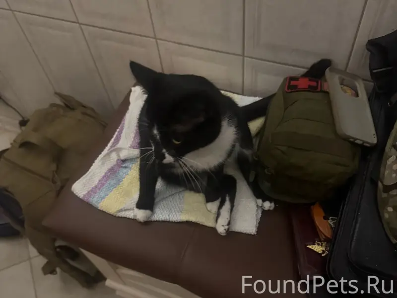 Найден кот, улица Ванеева