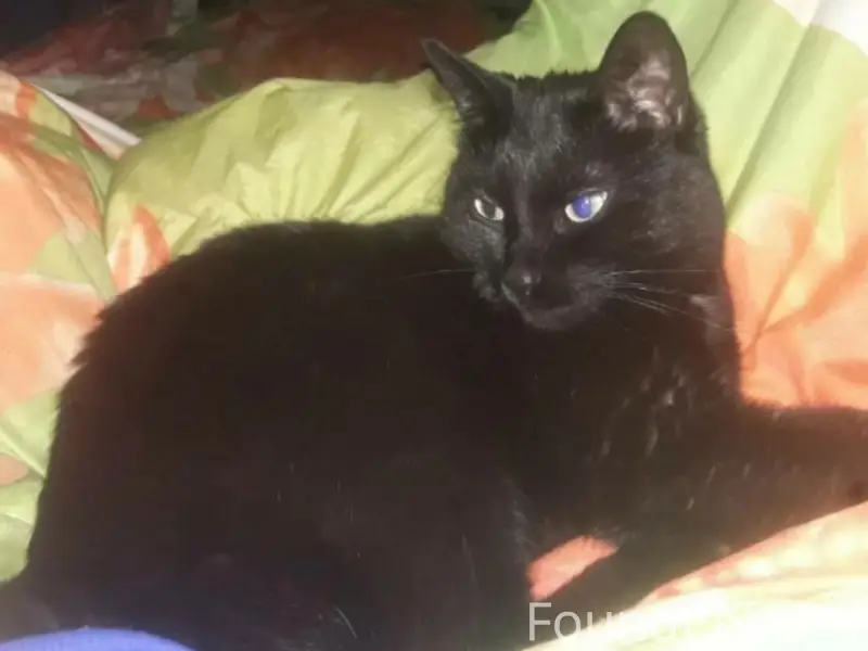 Пропал чёрный кот Шуга