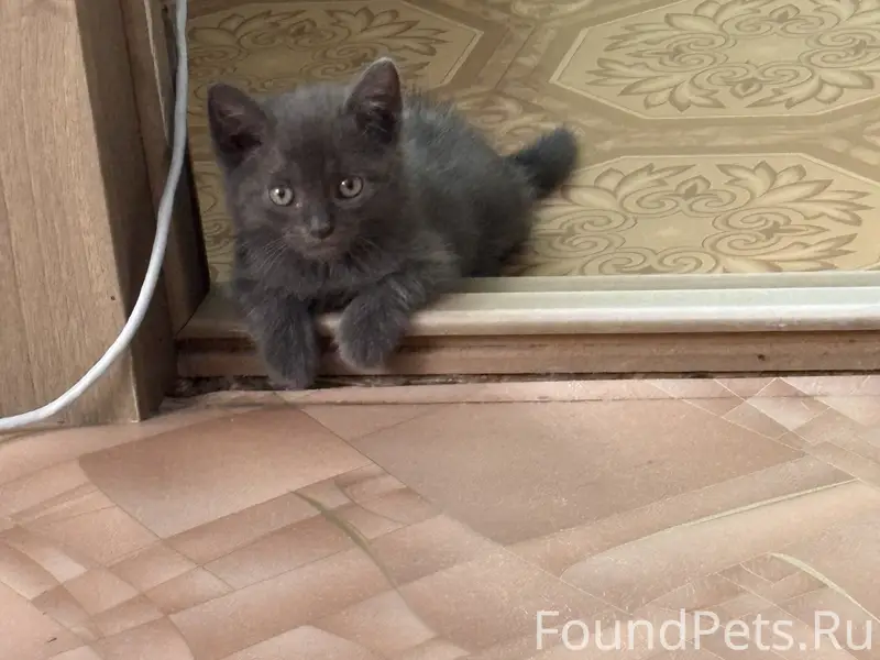ПРОПАЛ КОТЕНОК