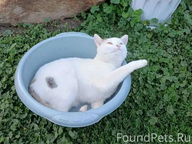 Пропала кошка Буся, ул. Ленина