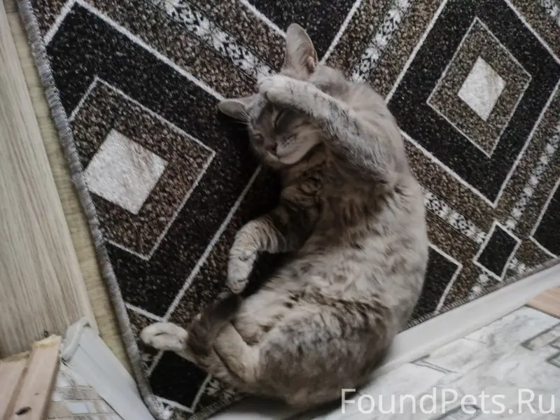Пропал кот Тима, район Автовокзала