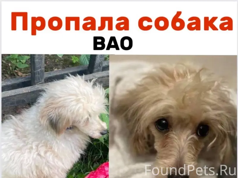 Пропала той пудель, Москва, Измайлово, Гольяново