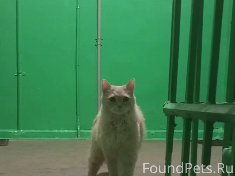 Найден котик, Ленина-Гайдара