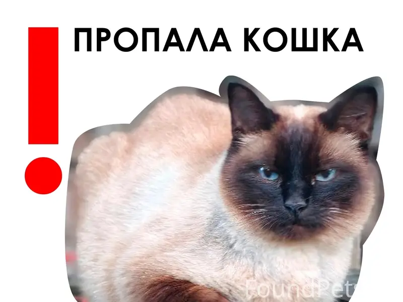 Пропала кошка Маркиза, поселок Красная Горка