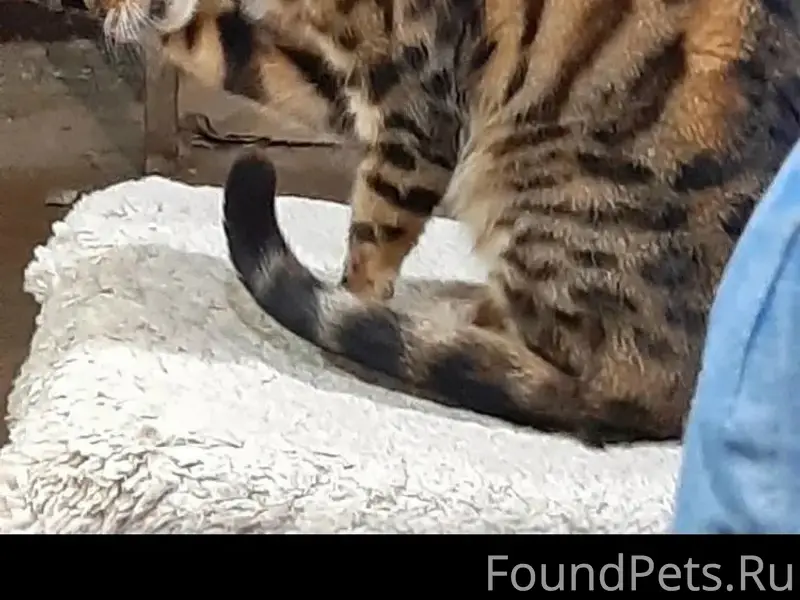 Найден бенгал, ул. Гастелло