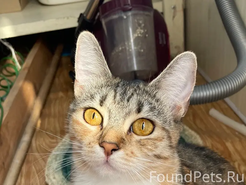 Пропала кошка Кицуня, улица 1 Луговой