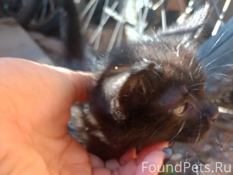 Найден чёрный котёнок, ищем дом
