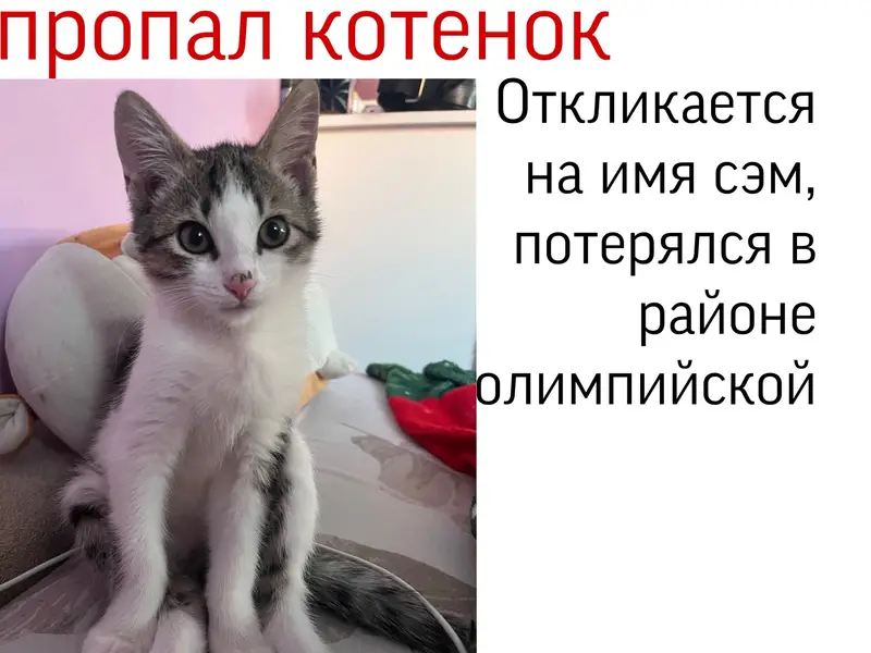 Пропал котёнок, Олимпийская 11