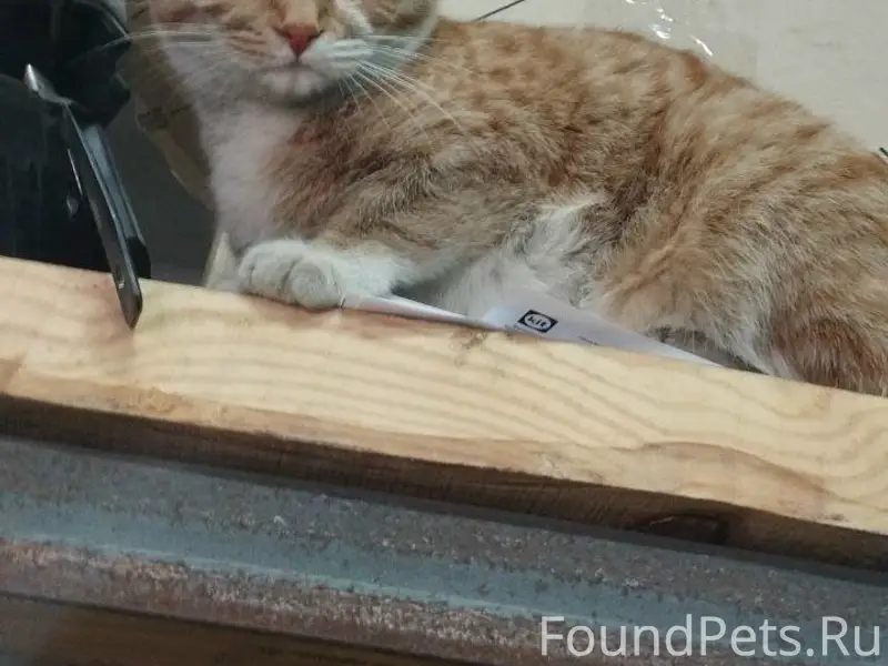 Пропала кошка, район Тёплого рынка
