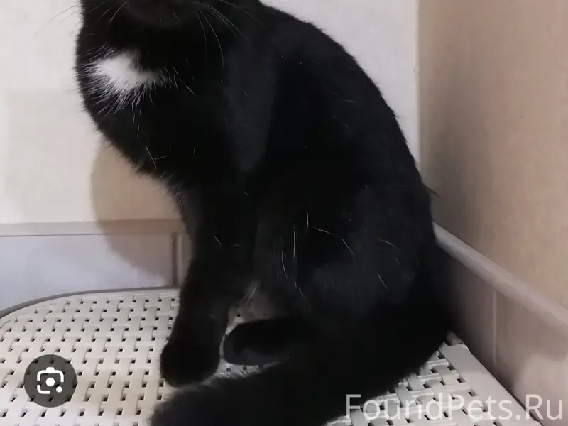 Пропал котик Котя, частный сектор у стадиона Труд