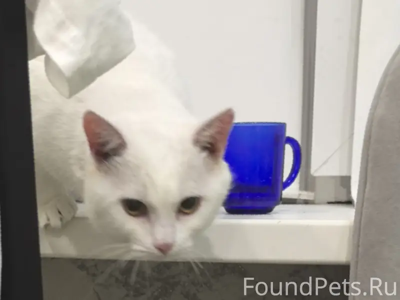 Найден кот, 6 мкр