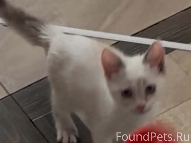 Пропала кошка, Новополоцк