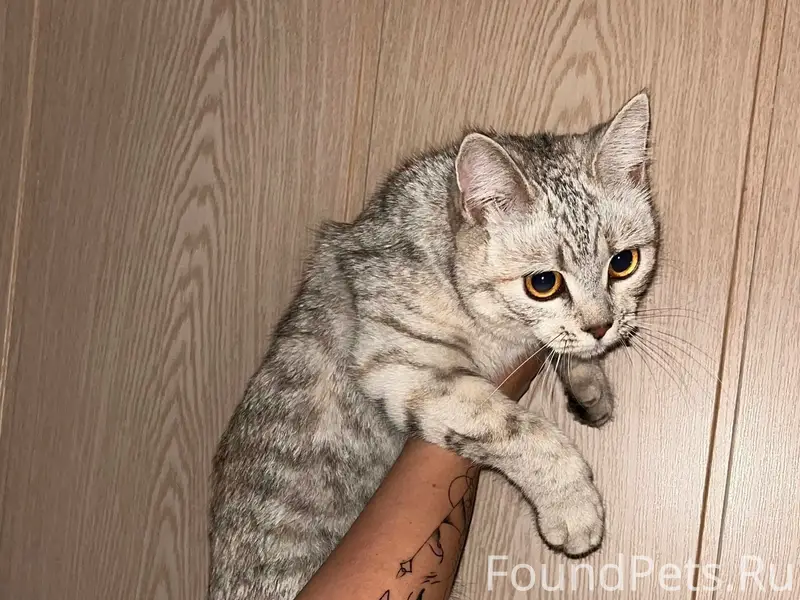 Найдена кошка, Пузакова, 1