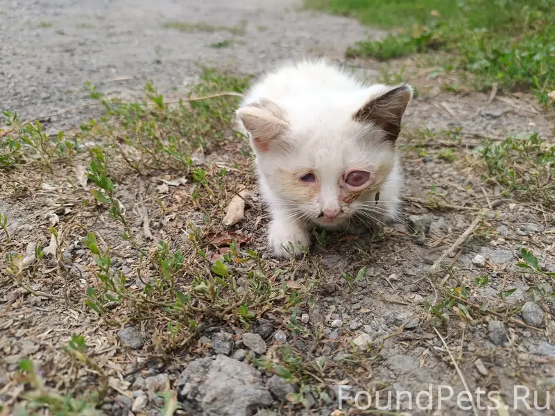Пропал котёнок, Елец