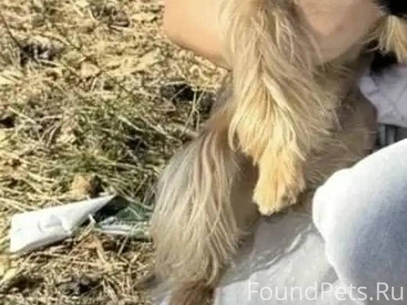 Пропала собака, без указания места