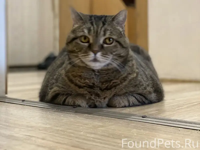 Пропала кошка Шуша, Коломна