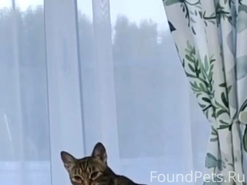 Пропала кошка Ася, район кладбища, снт майский