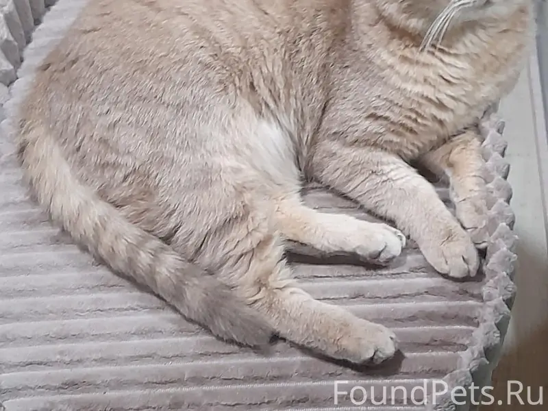 Пропал кот, фиолетовый ошейник, улицы Революционная, Степная
