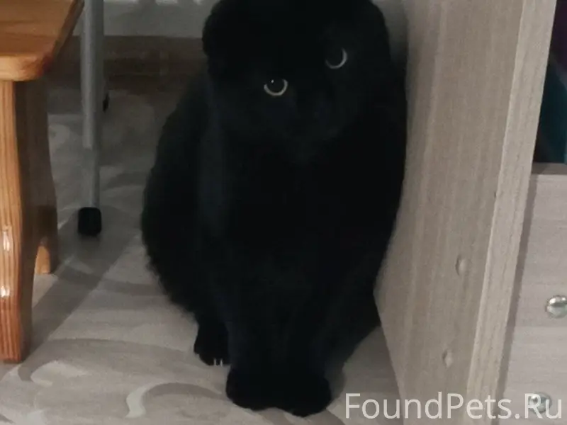 Пропал вислоухий шотландец Барсик