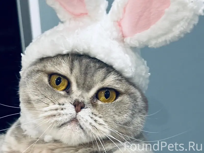 Пропала домашняя кошка, П. Лендеры