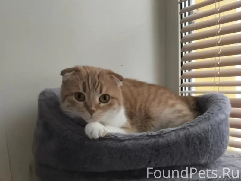 Пропала кошка, деревня Прокошево